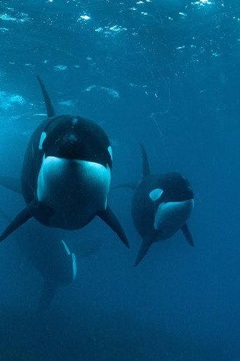 0800 SEE ORCA afişi