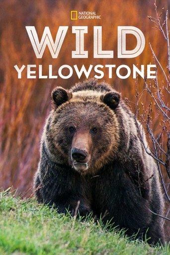 Vahşi Yolculuk: Yellowstone afişi