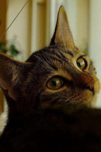 Neko afişi